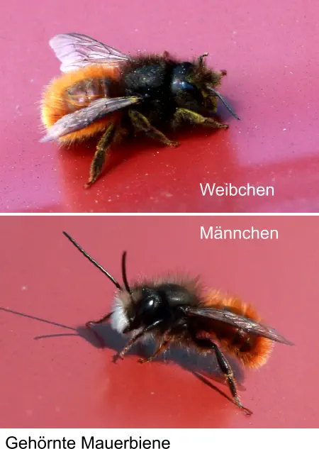 Gehörnte Mauerbiene Weibchen Männchen