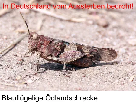 Blauflügelige Ödlandschrecke In Deutschland vom Aussterben bedroht!