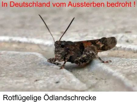 Rotflügelige Ödlandschrecke In Deutschland vom Aussterben bedroht !