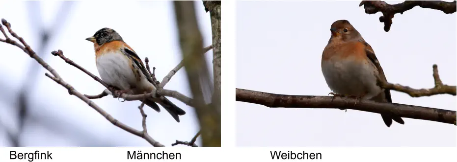 Bergfink Männchen Weibchen