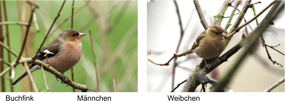 Buchfink Männchen Weibchen