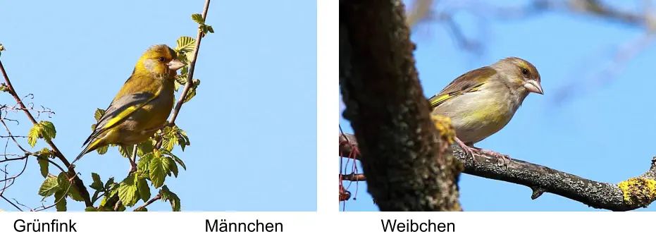 Grünfink Männchen Weibchen
