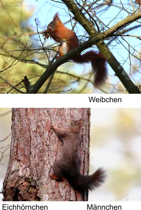 Eichhörnchen Männchen Weibchen