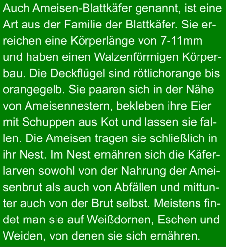 Auch Ameisen-Blattkäfer genannt, ist eine Art aus der Familie der Blattkäfer. Sie er- reichen eine Körperlänge von 7-11mm und haben einen Walzenförmigen Körper- bau. Die Deckflügel sind rötlichorange bis orangegelb. Sie paaren sich in der Nähe von Ameisennestern, bekleben ihre Eier mit Schuppen aus Kot und lassen sie fal- len. Die Ameisen tragen sie schließlich in ihr Nest. Im Nest ernähren sich die Käfer- larven sowohl von der Nahrung der Amei- senbrut als auch von Abfällen und mittun- ter auch von der Brut selbst. Meistens fin- det man sie auf Weißdornen, Eschen und Weiden, von denen sie sich ernähren.