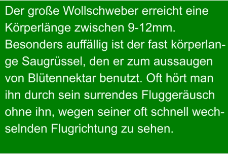 Der große Wollschweber erreicht eine Körperlänge zwischen 9-12mm. Besonders auffällig ist der fast körperlan- ge Saugrüssel, den er zum aussaugen von Blütennektar benutzt. Oft hört man ihn durch sein surrendes Fluggeräusch ohne ihn, wegen seiner oft schnell wech- selnden Flugrichtung zu sehen.