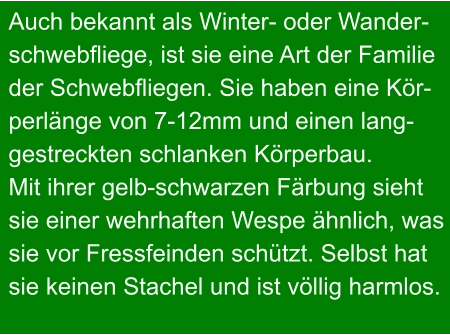 Auch bekannt als Winter- oder Wander- schwebfliege, ist sie eine Art der Familie der Schwebfliegen. Sie haben eine Kör- perlänge von 7-12mm und einen lang- gestreckten schlanken Körperbau. Mit ihrer gelb-schwarzen Färbung sieht sie einer wehrhaften Wespe ähnlich, was sie vor Fressfeinden schützt. Selbst hat sie keinen Stachel und ist völlig harmlos.