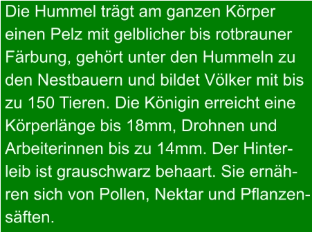 Die Hummel trägt am ganzen Körper  einen Pelz mit gelblicher bis rotbrauner Färbung, gehört unter den Hummeln zu den Nestbauern und bildet Völker mit bis zu 150 Tieren. Die Königin erreicht eine Körperlänge bis 18mm, Drohnen und Arbeiterinnen bis zu 14mm. Der Hinter- leib ist grauschwarz behaart. Sie ernäh- ren sich von Pollen, Nektar und Pflanzen- säften.