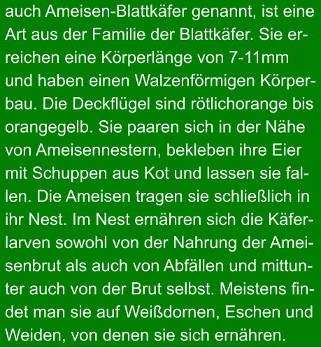 auch Ameisen-Blattkäfer genannt, ist eine Art aus der Familie der Blattkäfer. Sie er- reichen eine Körperlänge von 7-11mm und haben einen Walzenförmigen Körper- bau. Die Deckflügel sind rötlichorange bis orangegelb. Sie paaren sich in der Nähe von Ameisennestern, bekleben ihre Eier mit Schuppen aus Kot und lassen sie fal- len. Die Ameisen tragen sie schließlich in ihr Nest. Im Nest ernähren sich die Käfer- larven sowohl von der Nahrung der Amei- senbrut als auch von Abfällen und mittun- ter auch von der Brut selbst. Meistens fin- det man sie auf Weißdornen, Eschen und Weiden, von denen sie sich ernähren.