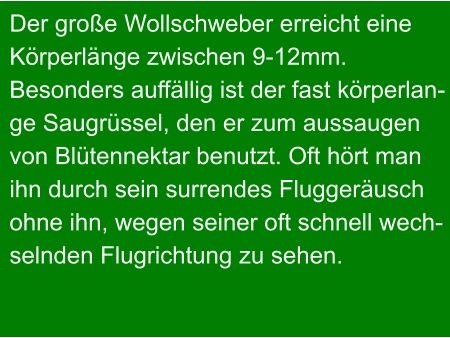 Der große Wollschweber erreicht eine Körperlänge zwischen 9-12mm. Besonders auffällig ist der fast körperlan- ge Saugrüssel, den er zum aussaugen von Blütennektar benutzt. Oft hört man ihn durch sein surrendes Fluggeräusch ohne ihn, wegen seiner oft schnell wech- selnden Flugrichtung zu sehen.