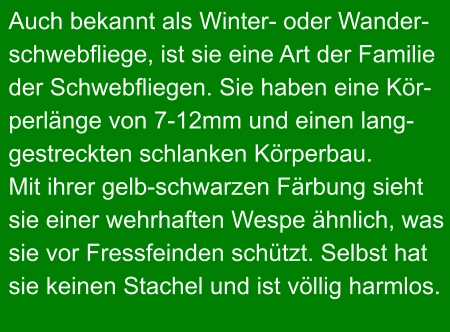 Auch bekannt als Winter- oder Wander- schwebfliege, ist sie eine Art der Familie der Schwebfliegen. Sie haben eine Kör- perlänge von 7-12mm und einen lang- gestreckten schlanken Körperbau. Mit ihrer gelb-schwarzen Färbung sieht sie einer wehrhaften Wespe ähnlich, was sie vor Fressfeinden schützt. Selbst hat sie keinen Stachel und ist völlig harmlos.