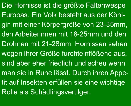 Die Hornisse ist die größte Faltenwespe Europas. Ein Volk besteht aus der Köni- gin mit einer Körpergröße von 23-35mm, den Arbeiterinnen mit 18-25mm und den Drohnen mit 21-28mm. Hornissen sehen wegen ihrer Größe furchteinflößend aus,  sind aber eher friedlich und scheu wenn  man sie in Ruhe lässt. Durch ihren Appe- tit auf Insekten erfüllen sie eine wichtige  Rolle als Schädlingsvertilger.