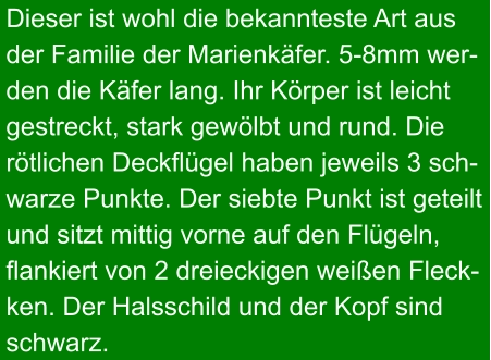 Dieser ist wohl die bekannteste Art aus der Familie der Marienkäfer. 5-8mm wer- den die Käfer lang. Ihr Körper ist leicht gestreckt, stark gewölbt und rund. Die  rötlichen Deckflügel haben jeweils 3 sch- warze Punkte. Der siebte Punkt ist geteilt und sitzt mittig vorne auf den Flügeln, flankiert von 2 dreieckigen weißen Fleck- ken. Der Halsschild und der Kopf sind schwarz.