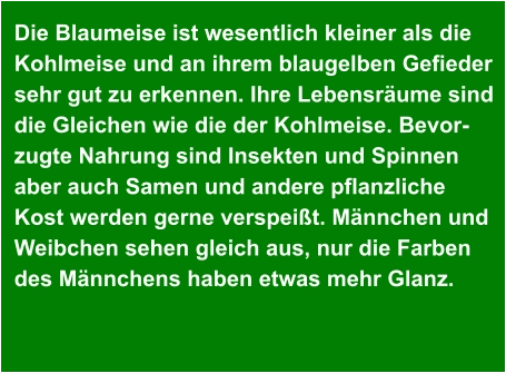 Die Blaumeise ist wesentlich kleiner als die  Kohlmeise und an ihrem blaugelben Gefieder  sehr gut zu erkennen. Ihre Lebensräume sind  die Gleichen wie die der Kohlmeise. Bevor- zugte Nahrung sind Insekten und Spinnen aber auch Samen und andere pflanzliche  Kost werden gerne verspeißt. Männchen und  Weibchen sehen gleich aus, nur die Farben  des Männchens haben etwas mehr Glanz.